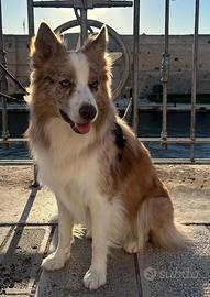 Border collie red merle disponibile per monta