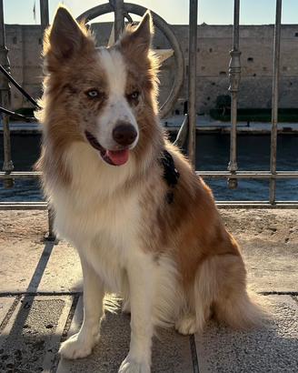 Border collie red merle disponibile per monta