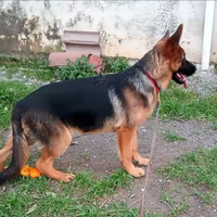 Cucciola di pastore tedesco di 6 mesi