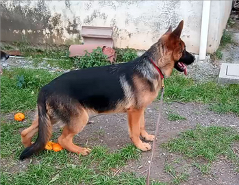 Cucciola di pastore tedesco di 6 mesi