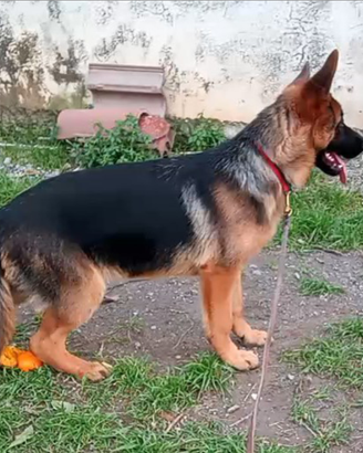 Cucciola di pastore tedesco di 6 mesi