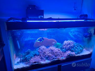Acquario Marino 150lt circa
