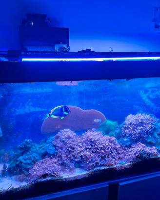 Acquario Marino 150lt circa