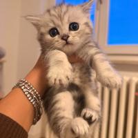Scottish fold e straight