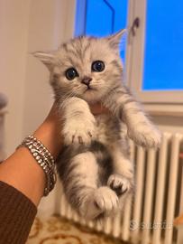 Scottish fold e straight