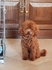 Barboncino per monta