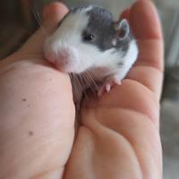 Ratti baby