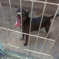 Cuccioli e adulti di taglia piccola in adozione