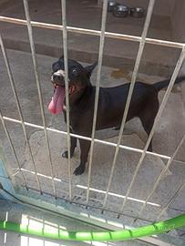 Cuccioli e adulti di taglia piccola in adozione