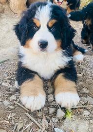 Cuccioli di Bovaro del Bernese