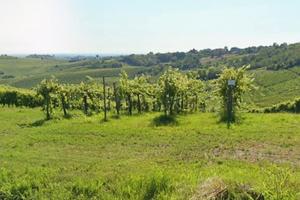 Vendita terreno agricolo