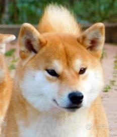 Stupenda Shiba femmina 
