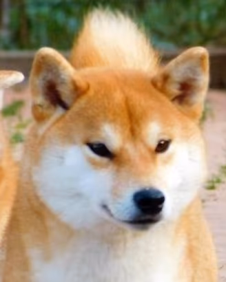 Stupenda Shiba femmina 