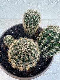 Cactus cactacee pianta grassa