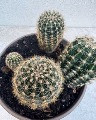 Cactus cactacee pianta grassa