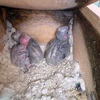 Pulli da imbecco inseparabili