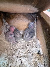 Pulli da imbecco inseparabili