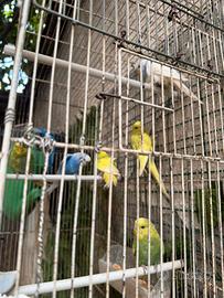 Pappagalli