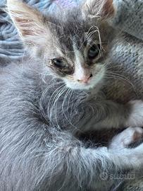Gatto siberiano