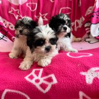 Cuccioli di Shih Tzu
