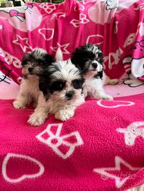 Cuccioli di Shih Tzu