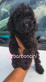 Barboncini toy