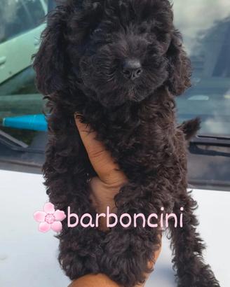 Barboncini toy