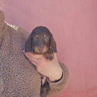 Bassotto pelo lungo maschio ntaglia piccola