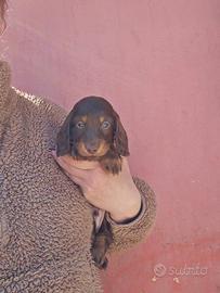 Bassotto pelo lungo maschio ntaglia piccola