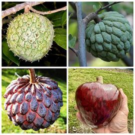 4 piantine di annona da seme 