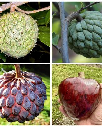 4 piantine di annona da seme 