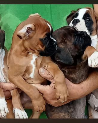 Boxer cuccioli