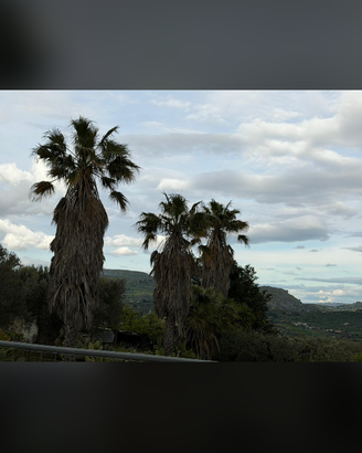 Palme