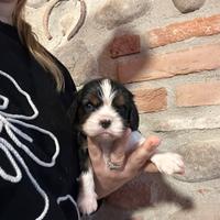 Cuccioli Cavalier King Charles