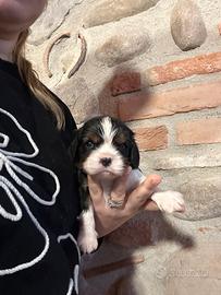 Cuccioli Cavalier King Charles