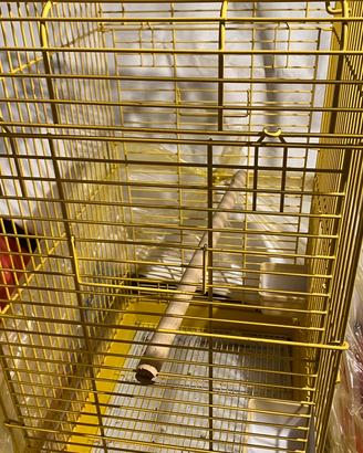 Gabbia Canarini/ pappagalli
