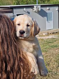 Cuccioli di Labrador - Pedigree By Marina Lab