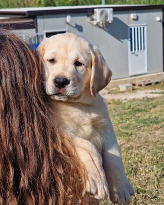 Cuccioli di Labrador - Pedigree By Marina Lab