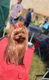 Cuccioli di yorkshire terrier
