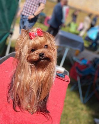 Cuccioli di yorkshire terrier