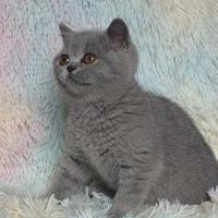 British shorthair