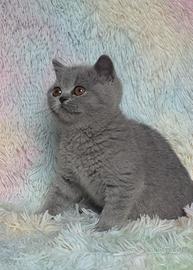 British shorthair