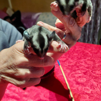 Petauro.Scoiattoli volanti