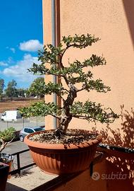 Pre Bonsai Olmo Chinensis 
