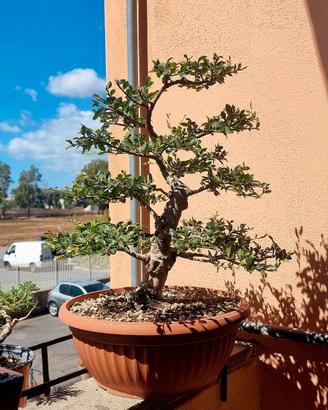 Pre Bonsai Olmo Chinensis 