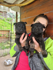 Cuccioli di pastore tedesco nero