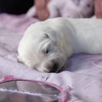 Golden retriever inglese