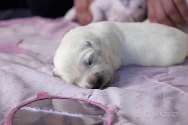 Golden retriever inglese