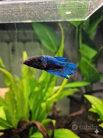 Betta Spade Tail