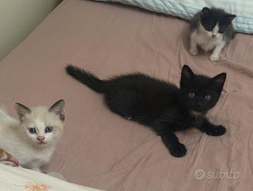 Si vendono gattini incroci